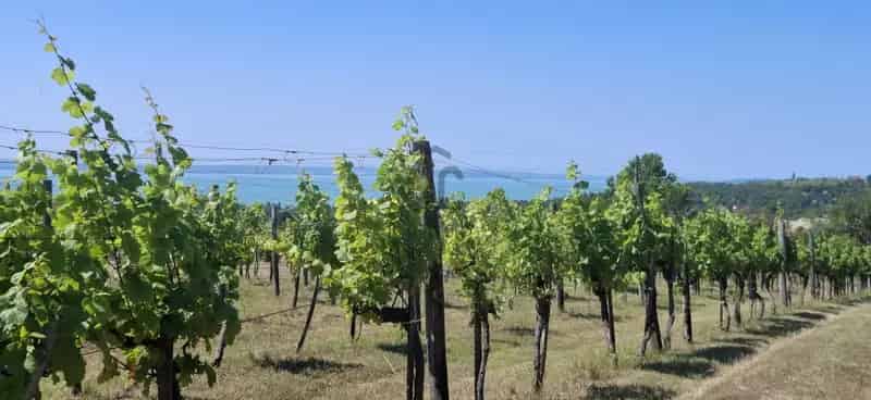 Balatonra Panorámás Szőlőbirtok Eladó Balatonkenese