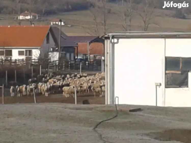 Majorság eladó Szokolyán - állattartásra alkalmas, lakható
