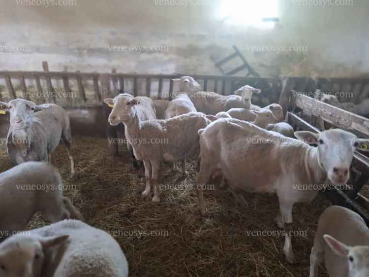 Gazdálkodásra alkalmas tanya eladó Baja környékén 5,7 ha területtel