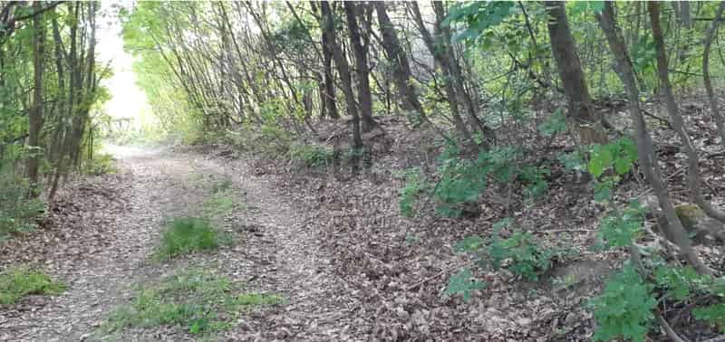 Zánkai Balatonra néző erdő 6000m2+ - Lakókocsi tartására alkalmas