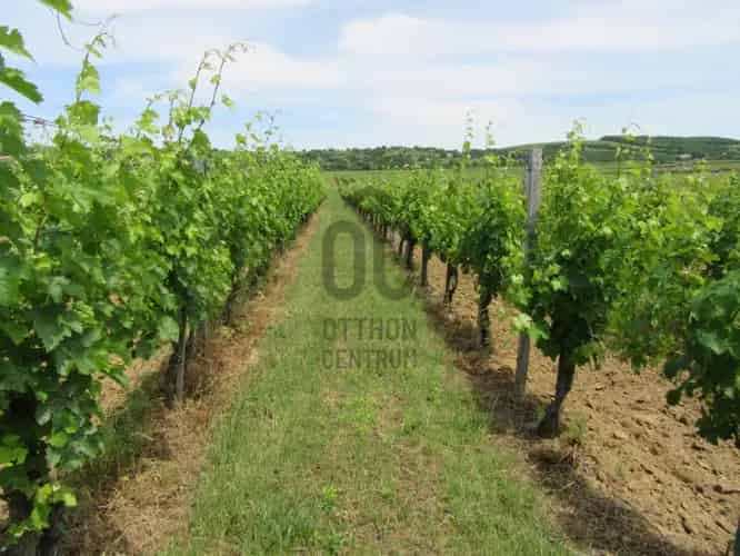 Villanyi Szoloültetvény Elado 28ha Cabernet Franc Kekfrankos Kekoporto