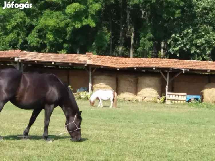 Lovastanya Eladó Kiskunlacházán a Duna Partján
