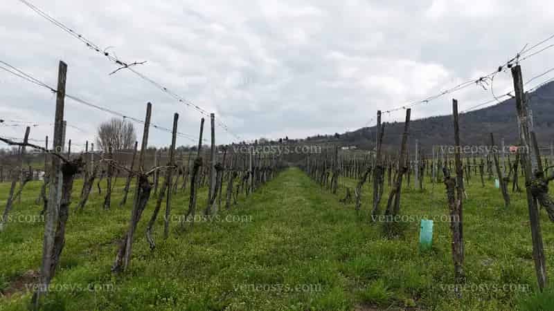 Balaton-felvidéki Pinot Noir Szőlőültetvény Eladó
