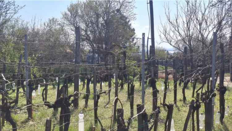 Ábrahámhegyi panorámás telek eladó