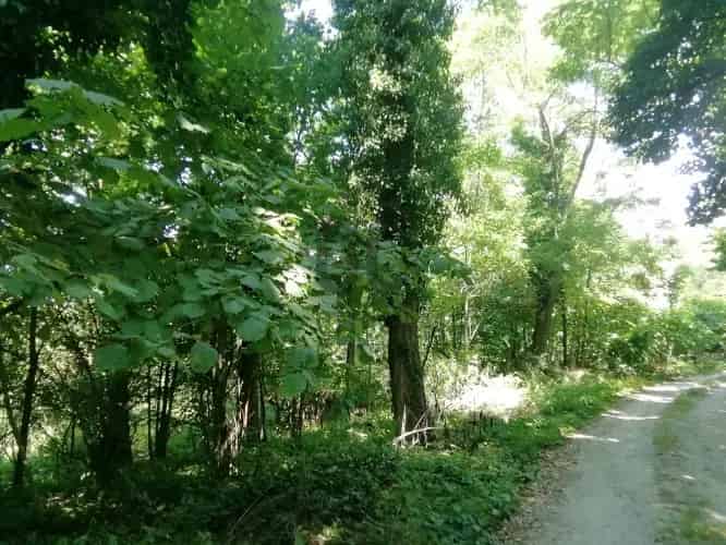 Zalaegerszegi eladó telek gazdálkodásra 11500m2