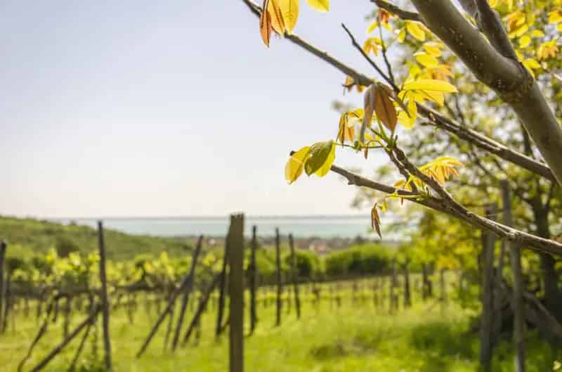 Lovas Balaton panorámás telek szőlővel eladó