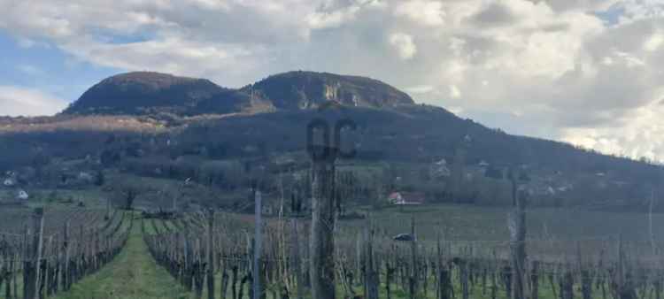 Badacsonytomaj Panorámás Telek Eladó 4724nm
