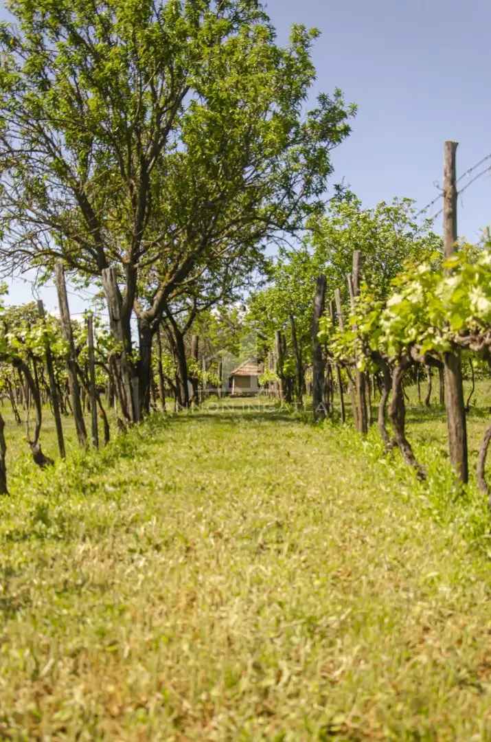 Lovas panorámás telek eladó szőlővel és felújítandó házzal