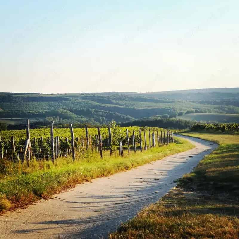 Alsónánán eladó 4 69 hektáros szőlőültetvény - Syrah Merlot