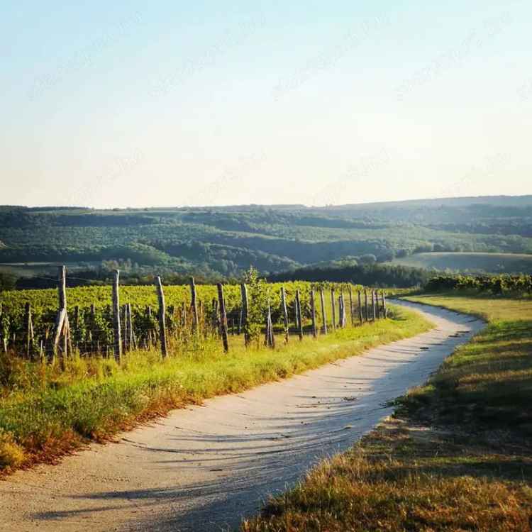 Alsónánán eladó 469 hektáros szőlőültetvény - Syrah Merlot