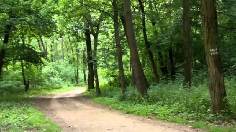 Balatonudvari eladó erdő fél hektár