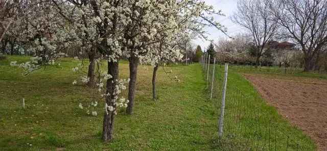 Telek Kiadó in Pécsi járás, Dunántúl