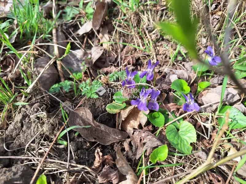 Alcsútdoboz Arborétum melletti 3000m2-es zártkert eladó
