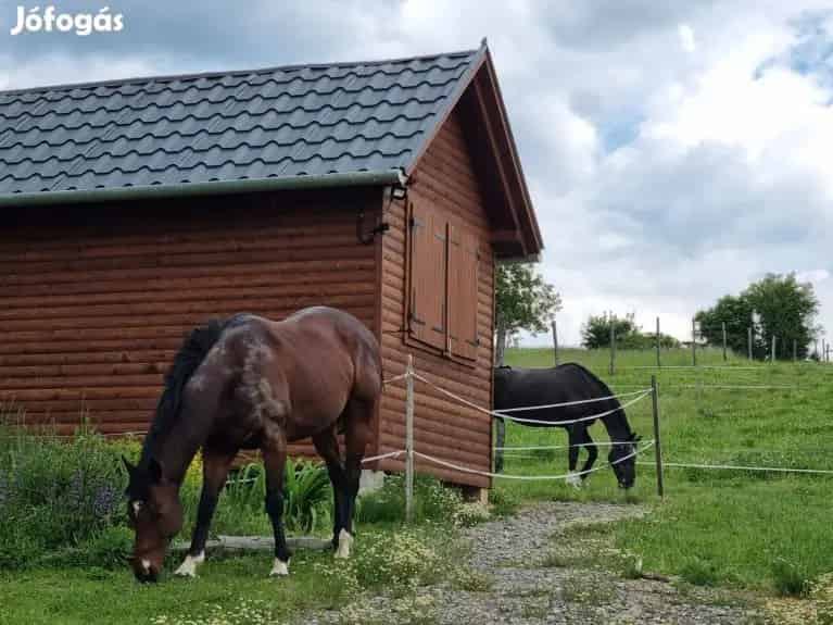 Somogyhárságyi tanya eladó - lótartás, önellátás