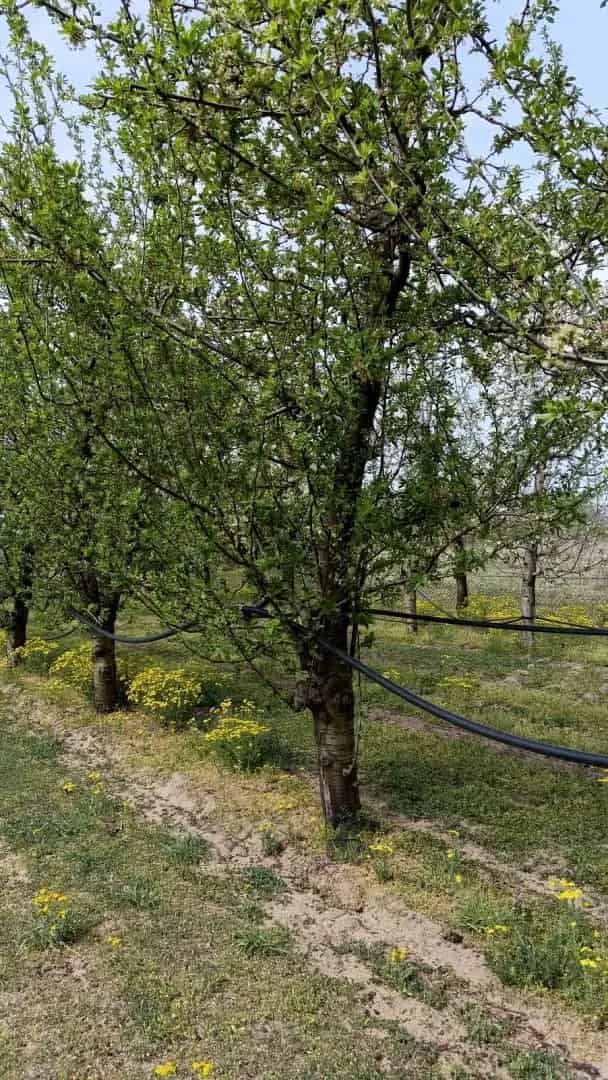 Jánoshalma Gyümölcsös Eladó 12294 m2