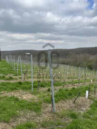 Villányi eladó szőlő Irsai Olivér 9267m2
