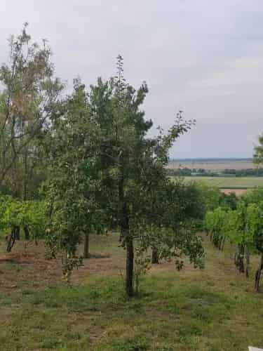 Siófoki eladó mezőgazdasági ingatlan panorámával