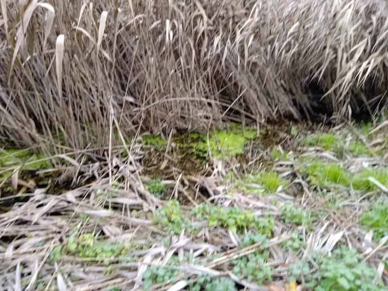Vácrátóti belterületi telek eladó 80 nm-es épülettel