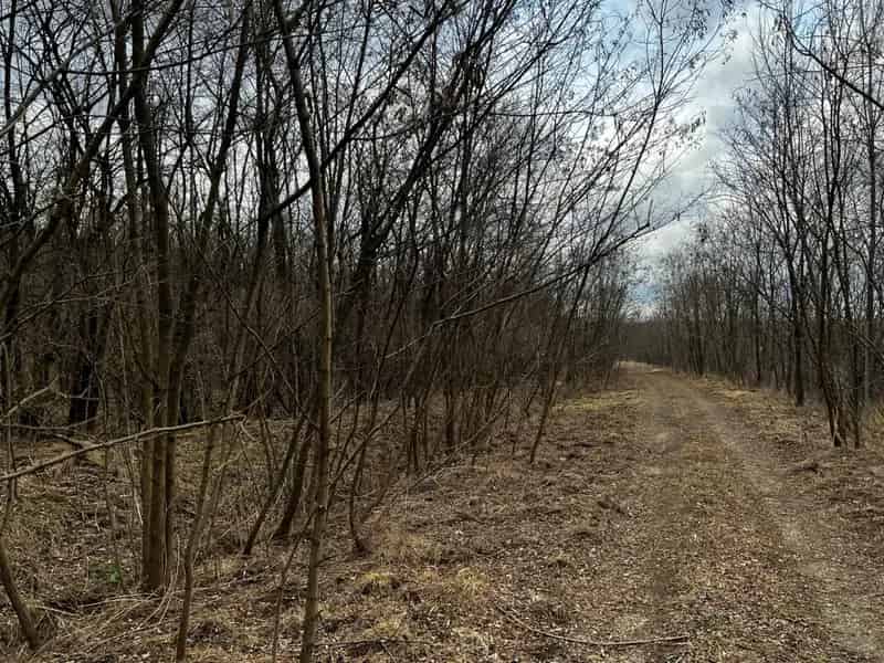 1405 m2-es szántóföld Kerepesen - Akácerdővel - Méhészetre alkalmas