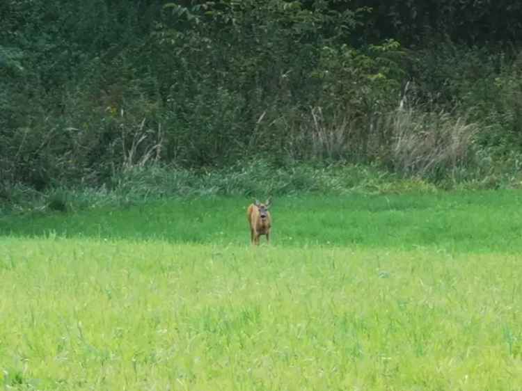 Ház Kiadó in Körmendi járás, Dunántúl