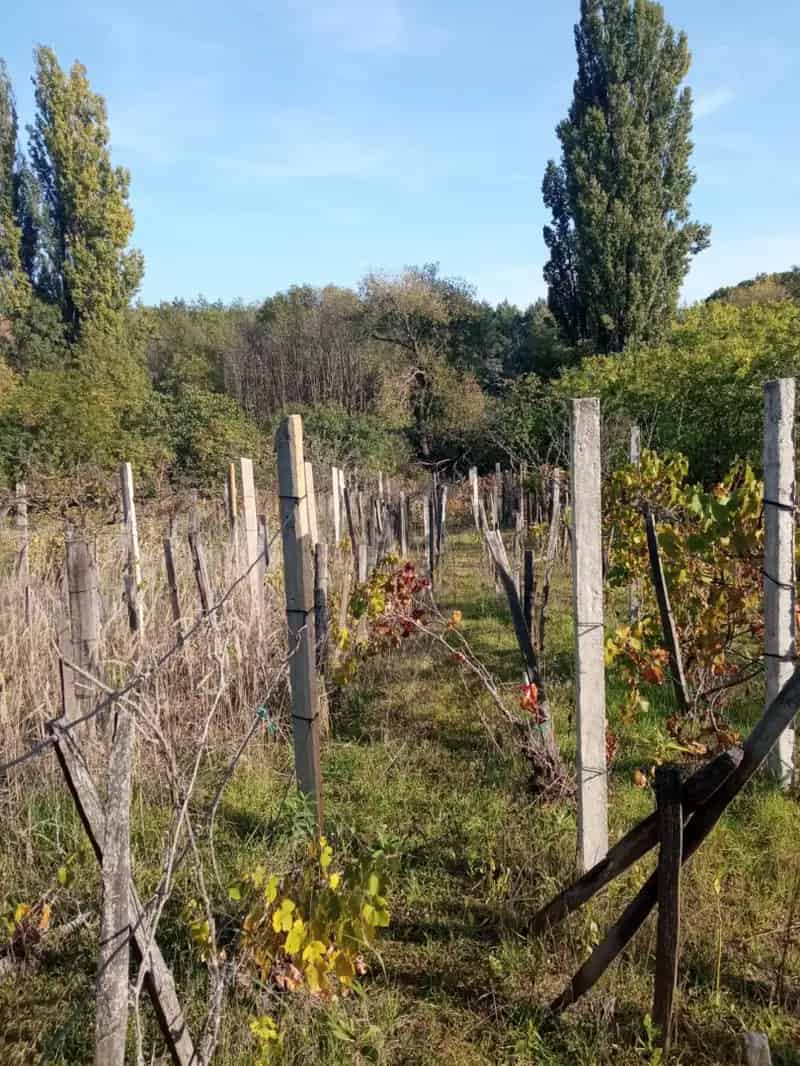 Monor-Strázsahegy 1406 m2-es Szőlő Telek Eladó
