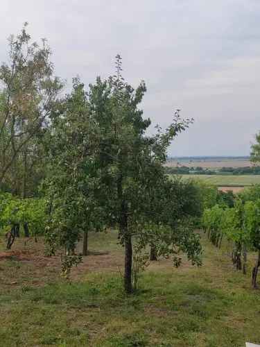 Eladó mezőgazdasági telek Siófokon balatoni panorámával