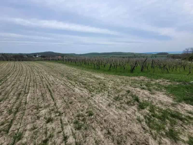 Balatoncsicsó Panorámás Szőlőterület Eladó