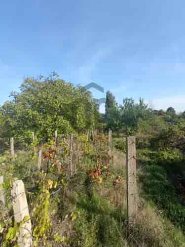 Monori eladó szőlő M0002280 Aranykorona 5 17