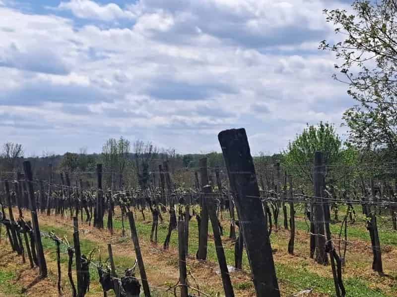 Panorámás Zalakaros közeli telek eladó - 6015 nm