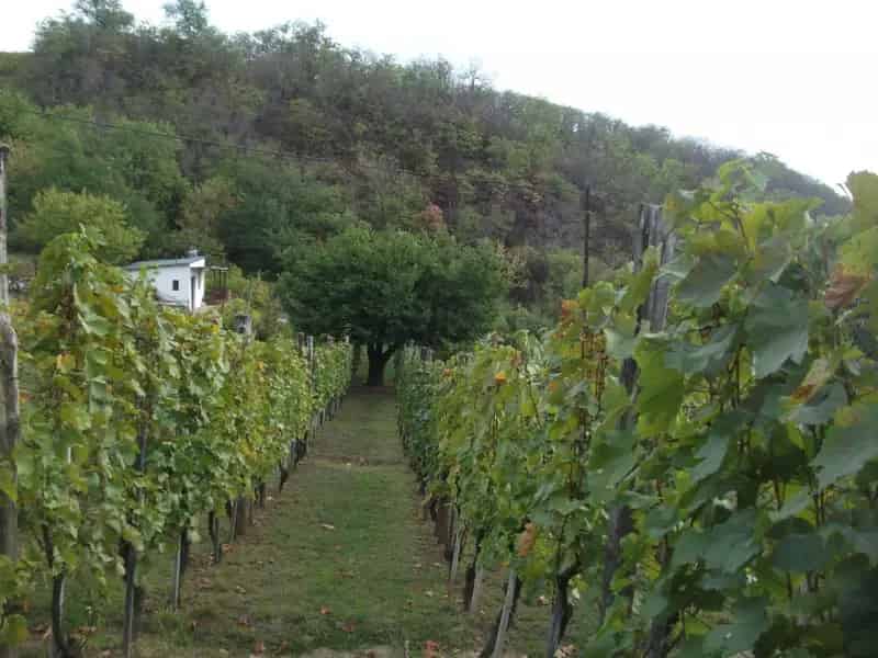 Telek Kiadó , Szekszárdi járás, Dunántúl