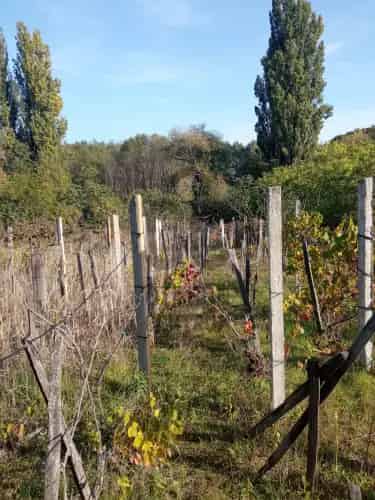 Monori eladó szőlő 1406 m2 - Monor Strázsahegy