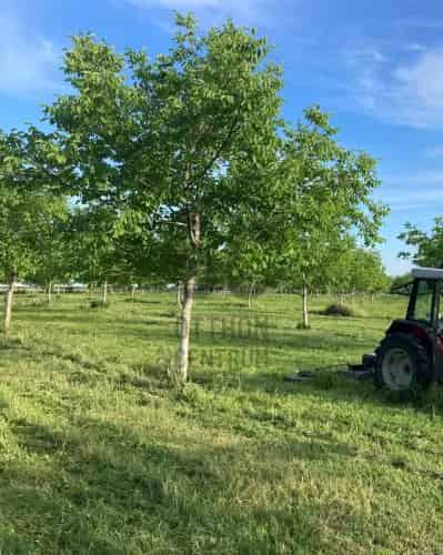 Paks Dunakomlod Dioultetveny Elado 4 9274 ha