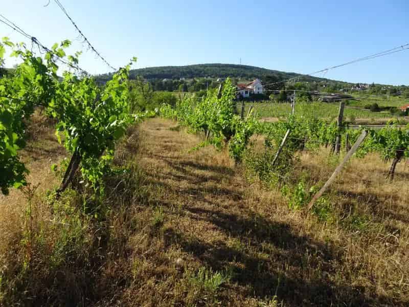 Csopaki panorámás szőlőterület eladó