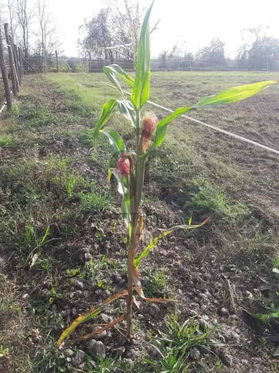 Gödön 7500m2-es terület eladó lovardának vagy lakóház építésére