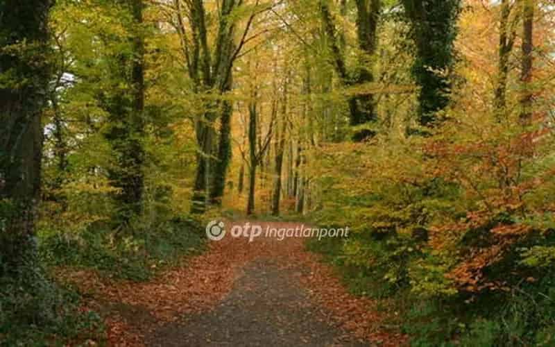 4 ha-os Akácerdő Eladó Salgótarján Külterületén