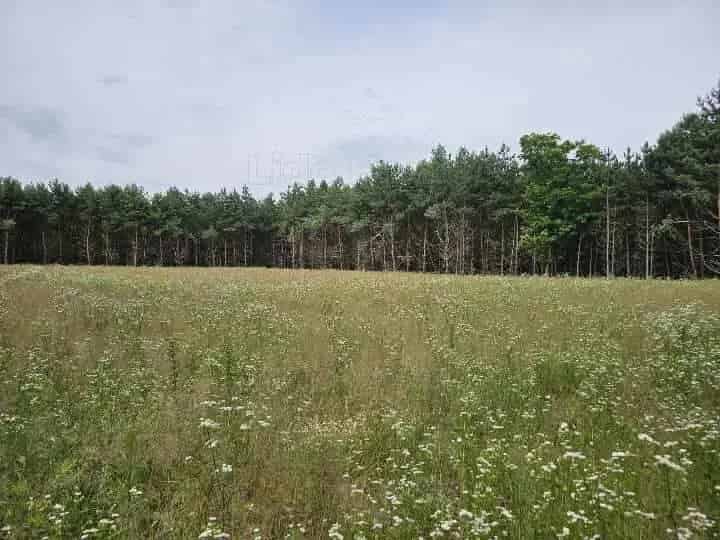 Tényői külterületi telek eladó erdővel 20000 m2