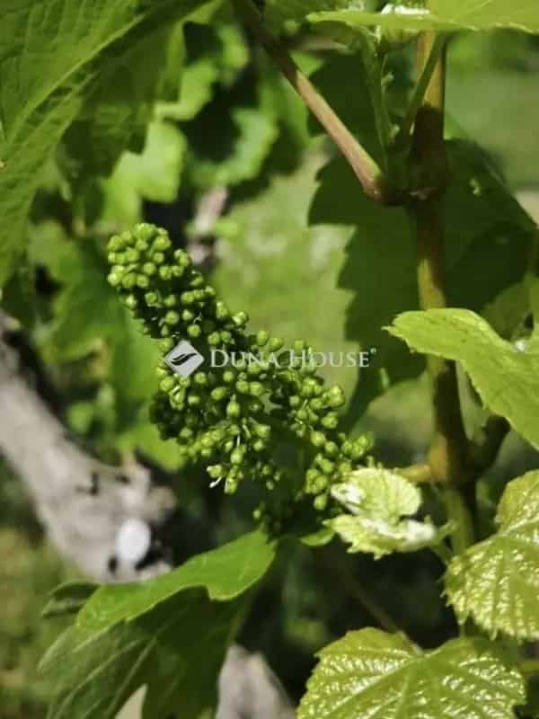 Ház Kiadó , Győri járás, Dunántúl