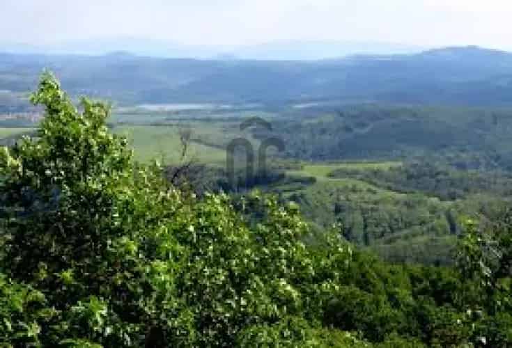Eladó szőlőültetvény Balatonnál 10,8 hektár
