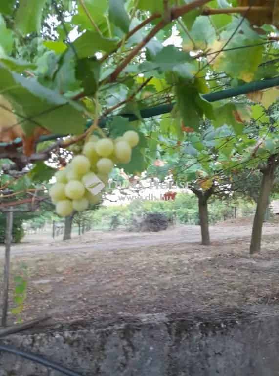 Balatoni Panorámás Telek Présházzal Eladó Kőröshegyen