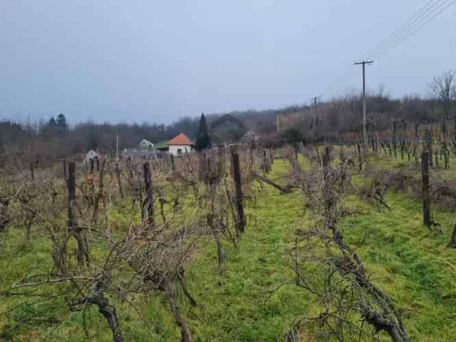 Badacsonytomaji szőlőterület eladó 4334 m2 30 m2-es pincével