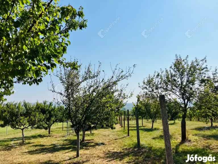 Panorámás Telek Alsópáhokon Gyümölcsössel és Szőlővel