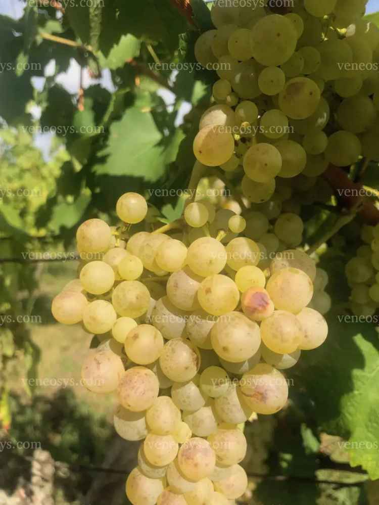 Eladó szőlőbirtok Hegyestűn, Balaton-felvidéken 6750 nm területen