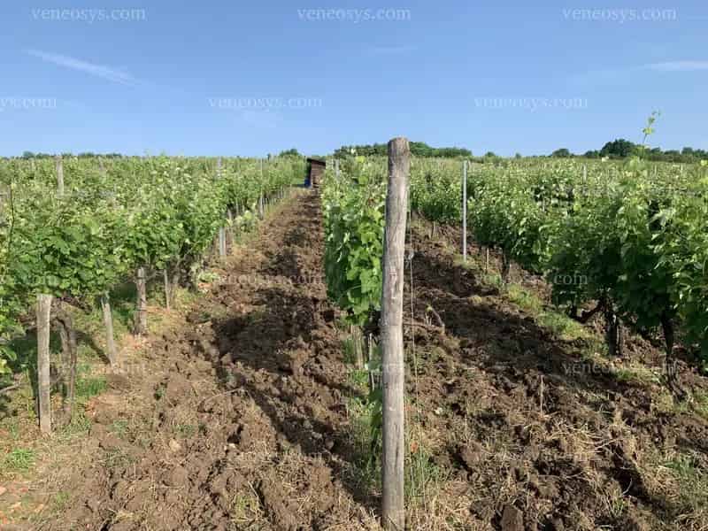 7158 m2-es Termő Szőlő Rátkán - Furmint és Sárgamuskotály