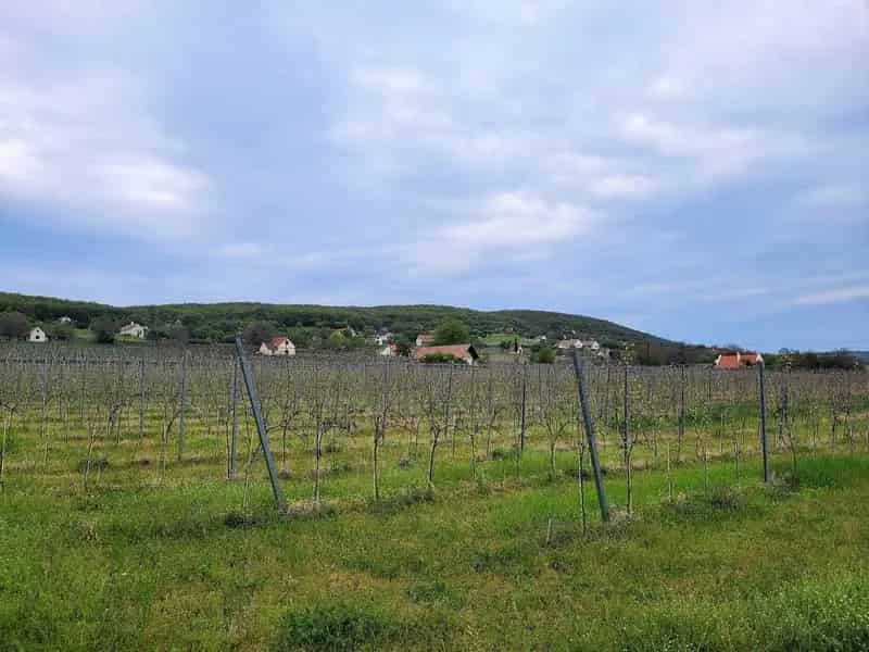 Balatoni Panorámás Telek Eladó Tagyon Hegyen Szőlővel