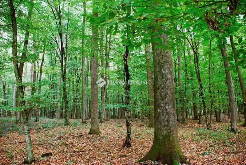 28 4 hektár vágásérett erdő eladó Kazáron vadászoknak is