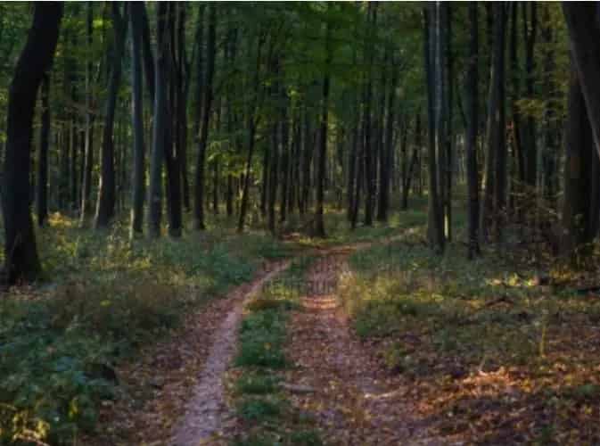Regenyei eladó telek 14352 nm - Akácerdő, rét, szántó