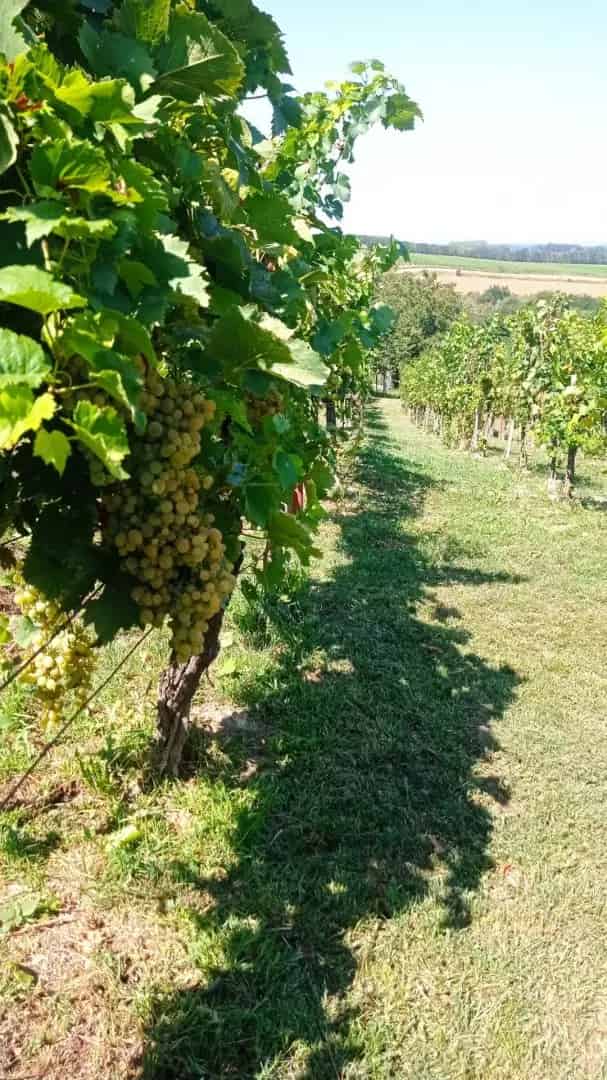Kis Balaton Panorámás Nyaraló 35nm 25nm Terasz