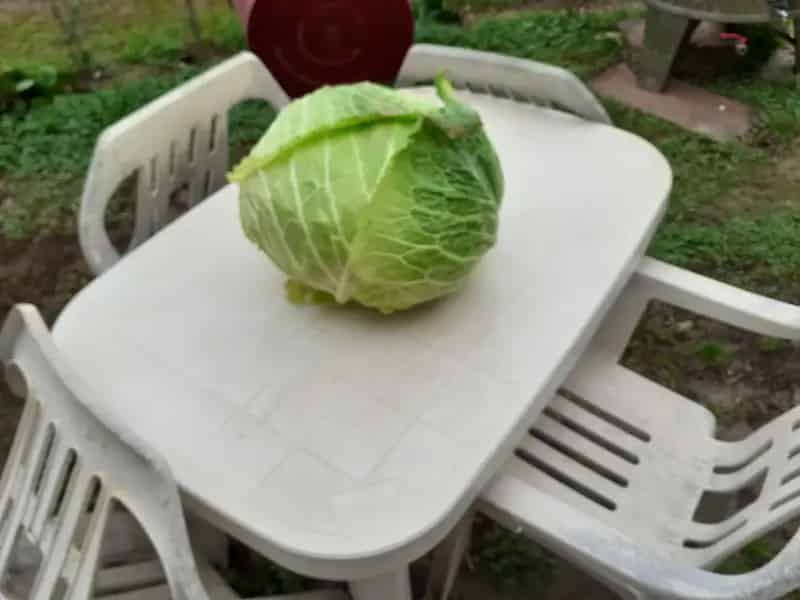 Kisfalud - 1 hektár feletti birtok eladó