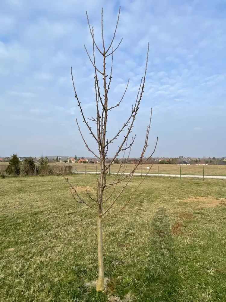 Eladó építési telek Cserszegtomajon 1500 m2-es területtel