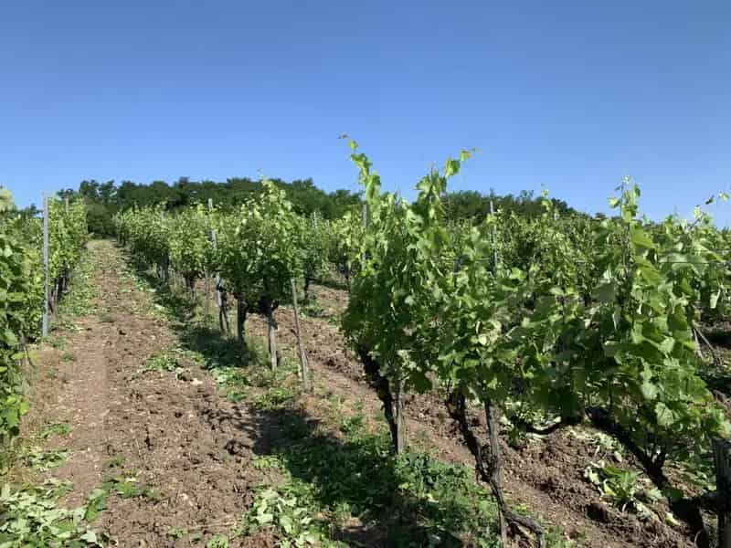 Rátka 7158 m2-es Szőlőterület Eladó - Furmint Sárgamuskotály